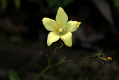 Wahlenbergia rivularis