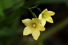 Wahlenbergia rivularis