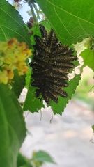 Phelypera distigma