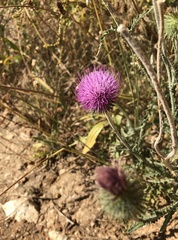 Carduus hamulosus