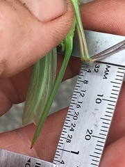 Neoconocephalus nebrascensis