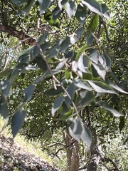 Celtis caucasica