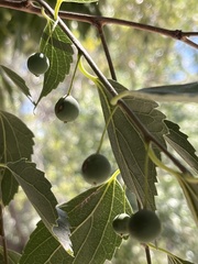 Celtis caucasica