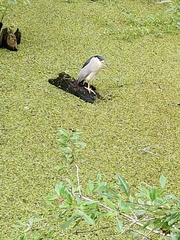 Nycticorax nycticorax image