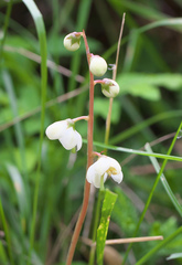 Pyrola alpina