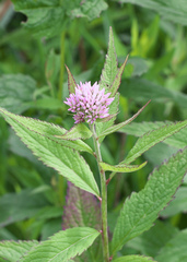 Eupatorium glehnii
