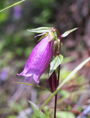 Campanula punctata hondoensis