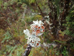 Lobariella