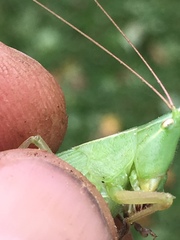 Neoconocephalus nebrascensis