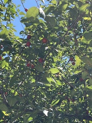 Prunus sogdiana