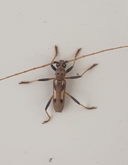 Eburia powelli
