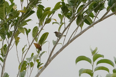 Zosterops mysorensis