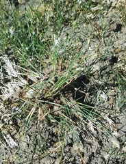 Eleocharis coloradoensis