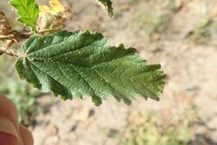 Hermannia grandifolia