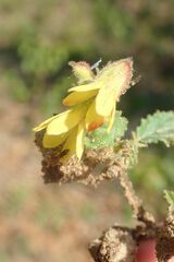 Hermannia grandifolia