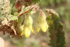 Hermannia grandifolia