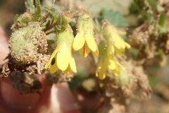 Hermannia grandifolia