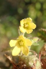 Hermannia grandifolia