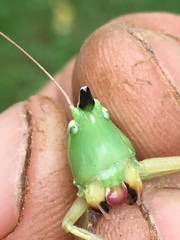 Neoconocephalus nebrascensis