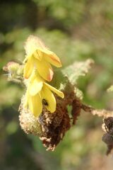Hermannia grandifolia