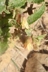 Hermannia grandifolia