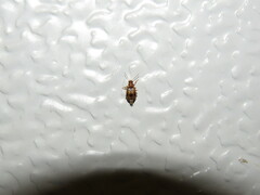 Lebia