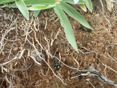 Pseudoxycheila bipustulata