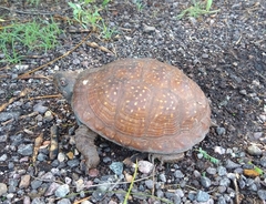 Terrapene nelsoni klauberi