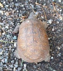 Terrapene nelsoni klauberi