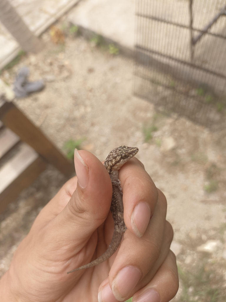 Margarita Leaf-toed Gecko