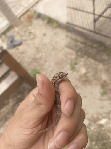 Margarita Leaf-toed Gecko