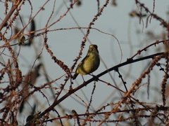 Vireo pallens