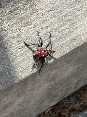 Lycorma delicatula