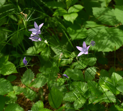Campanula patula