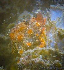 Pusula solandri