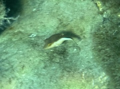 Canthigaster rostrata
