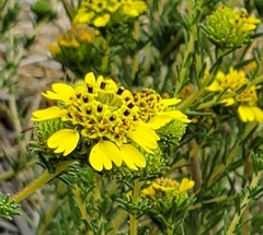 Holocarpha macradenia