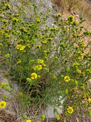 Holocarpha macradenia