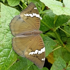 Euthalia patala