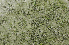 Eleocharis parvula