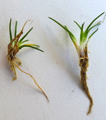 Eleocharis parvula