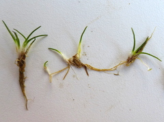 Eleocharis parvula