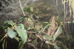 Ternstroemia sylvatica