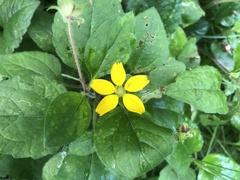 Chrysogonum