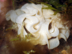 Jorunna tomentosa