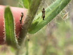 Tupiocoris californicus