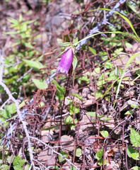 Campanula punctata hondoensis