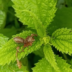 Cerogria quadrimaculata