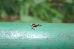 Strigoplus guizhouensis