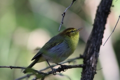 Phylloscopus ruficapilla